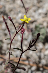 Camissonia pusilla