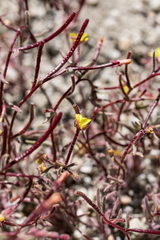 Camissonia pusilla