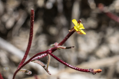 Camissonia pusilla
