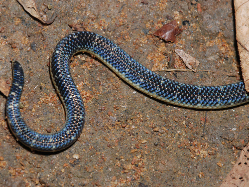 Variable Reed Snake