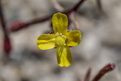 Camissonia pusilla