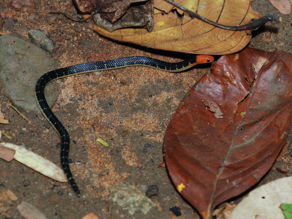 Variable Reed Snake