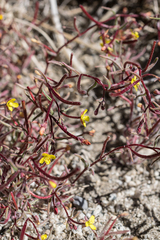Camissonia pusilla