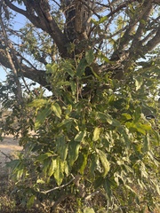 Diospyros mespiliformis