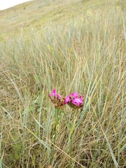 Dianthus membranaceus