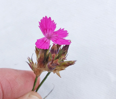 Dianthus membranaceus