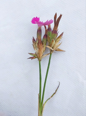 Dianthus membranaceus
