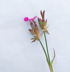 Dianthus membranaceus