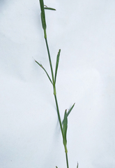 Dianthus membranaceus