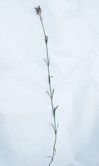 Dianthus membranaceus