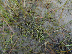 Crassula aquatica