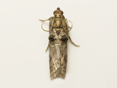 Acrobasis betulella