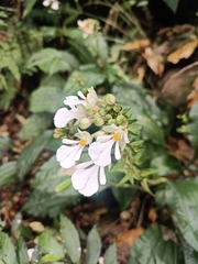Calanthe alismifolia