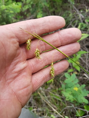 Carex castanea