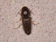 Conoderus falli