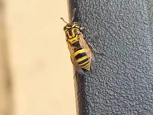 Brachygastra smithii image