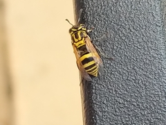 Image of Brachygastra smithii