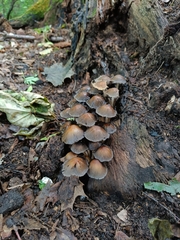 Coprinellus micaceus