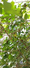 Annona montana