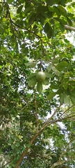 Annona montana