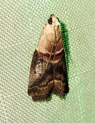 Acrobasis demotella