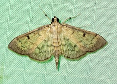 Herpetogramma fluctuosalis