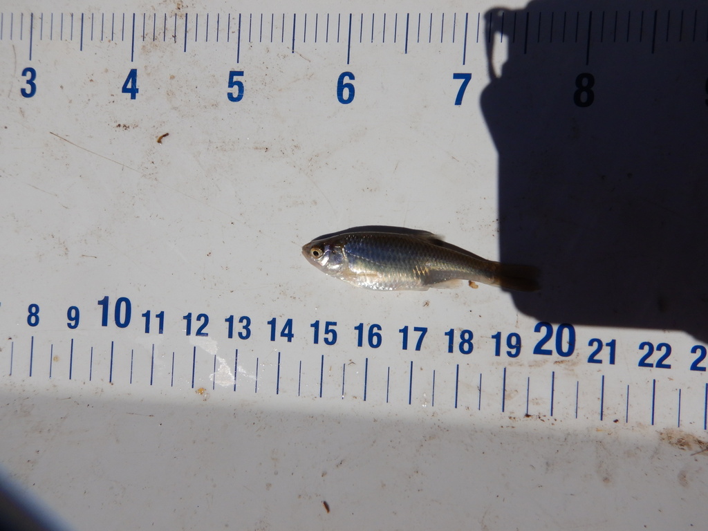 Red Shiner From Minnehaha County SD USA On July 11 2022 By SWQ Staff red-shiner-from-minnehaha-county-sd-usa-on-july-11-2022-by-swq-staff