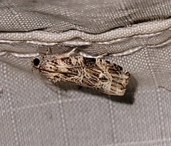 Phaecasiophora confixana