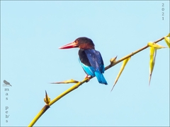 Halcyon cyanoventris