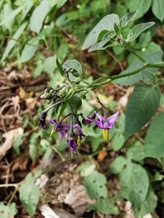 Solanum dulcamara