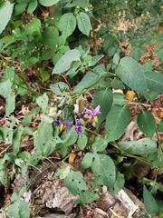 Solanum dulcamara