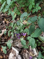 Solanum dulcamara