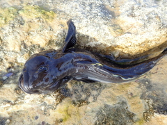 Neogobius melanostomus