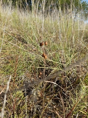 Penstemon laxiflorus
