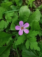 Geranium robertianum