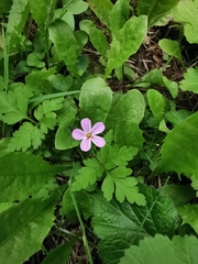 Geranium robertianum