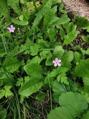 Geranium robertianum