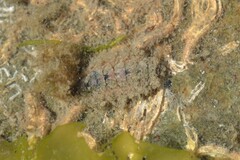Acanthochitona