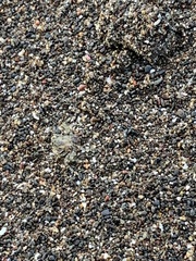 Ocypode gaudichaudii