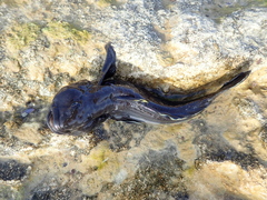 Neogobius melanostomus