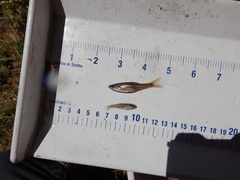 Notropis dorsalis