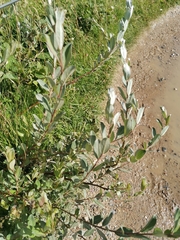 Salix repens argentea