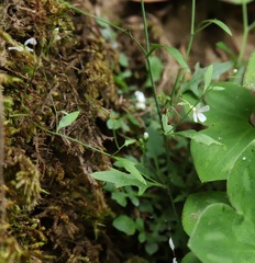 Arabidopsis arenosa arenosa