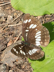 Neptis rivularis