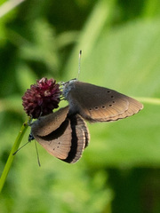 Phengaris nausithous