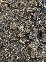 Ocypode gaudichaudii