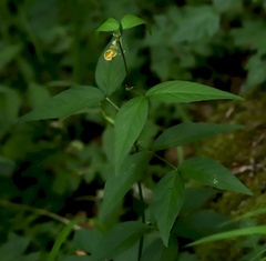 Vicia oroboides