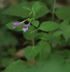 Clinopodium grandiflorum