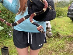 Rhinobothryum bovallii image