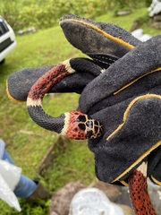 Rhinobothryum bovallii